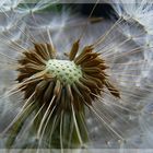 Taraxacum officinale