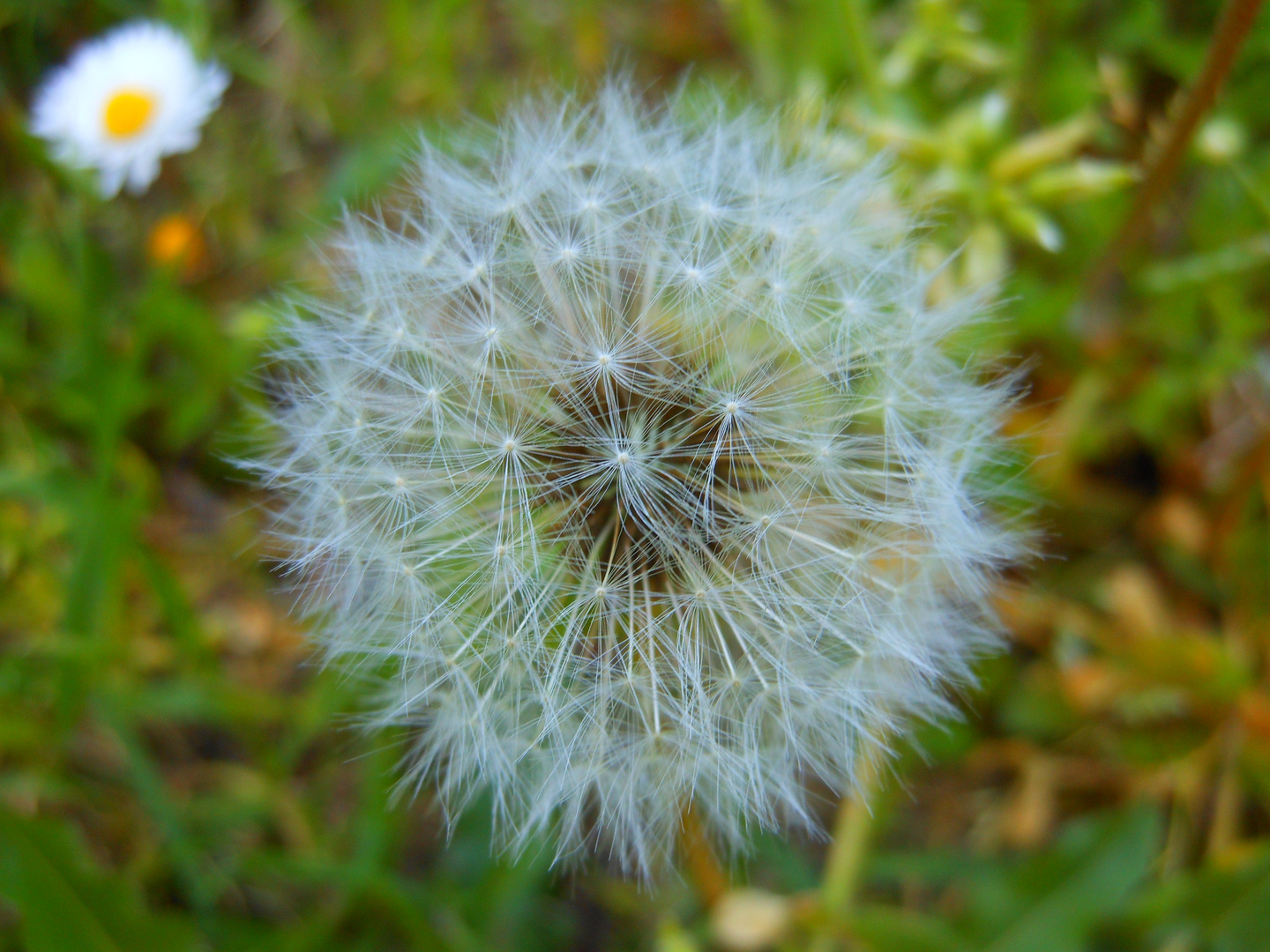 Taraxacum officinale