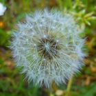 Taraxacum officinale