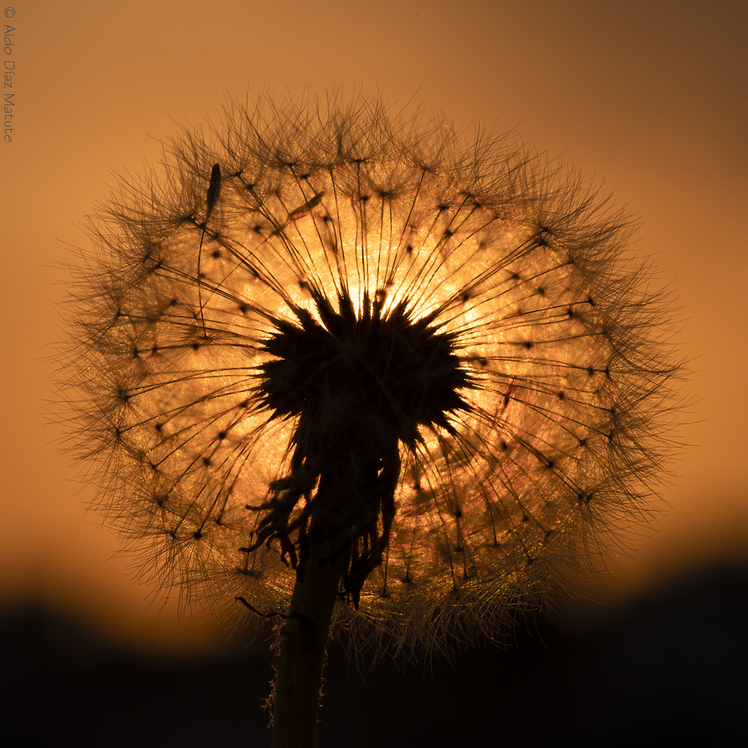 Taraxacum officinale