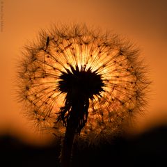 Taraxacum officinale