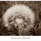 Taraxacum officinale