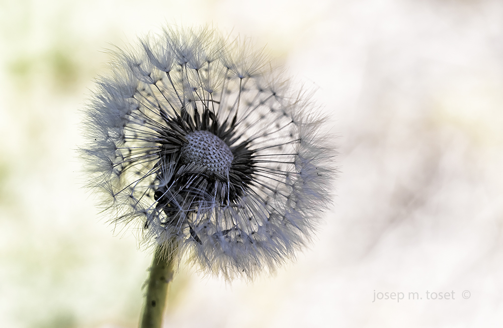 taraxacum officinale                 