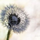 taraxacum officinale                 