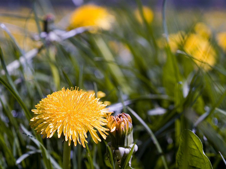 Taraxacum officinale