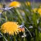 Taraxacum officinale