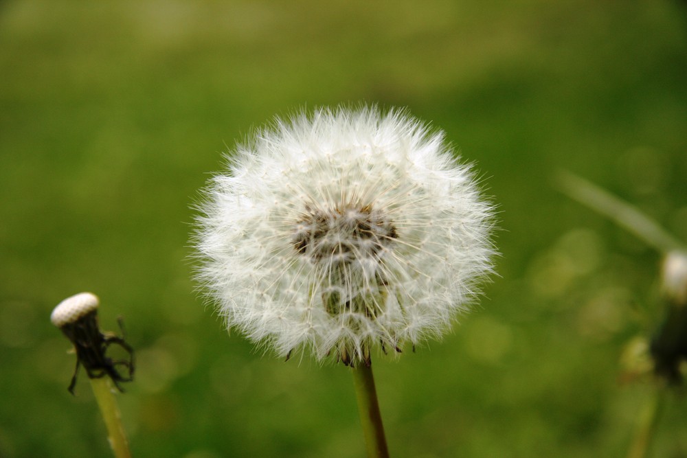 Taraxacum officinale