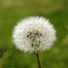 Taraxacum officinale