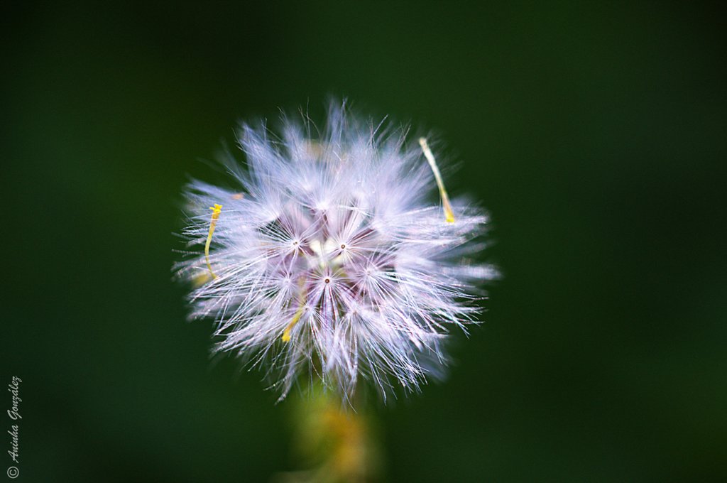 TARAXACUM OFFICINALE