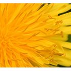 Taraxacum officinale