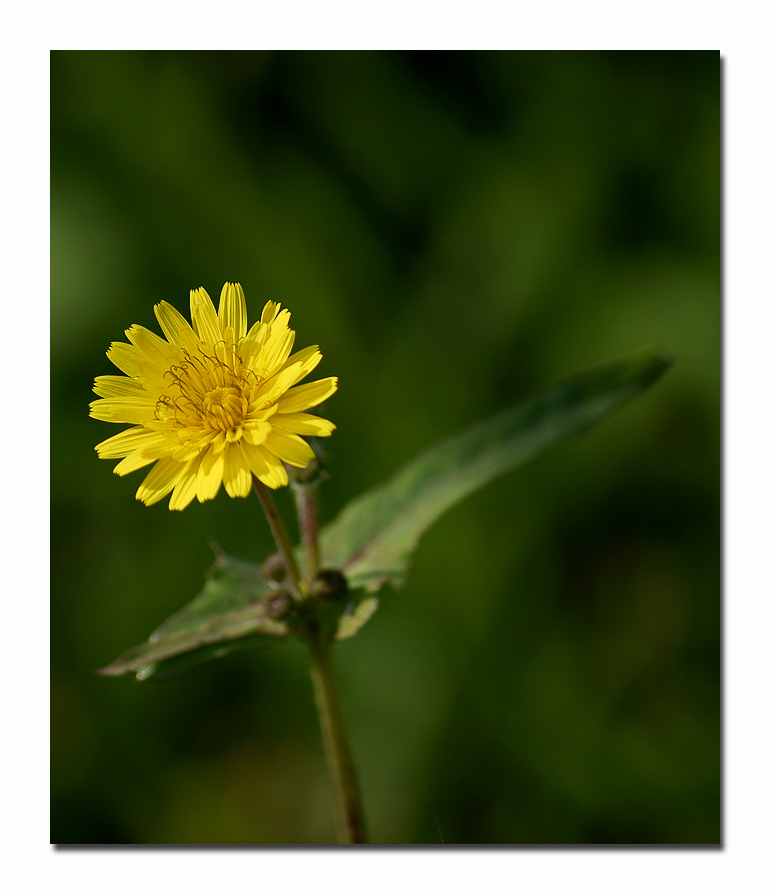 Taraxacum officinale