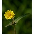 Taraxacum officinale