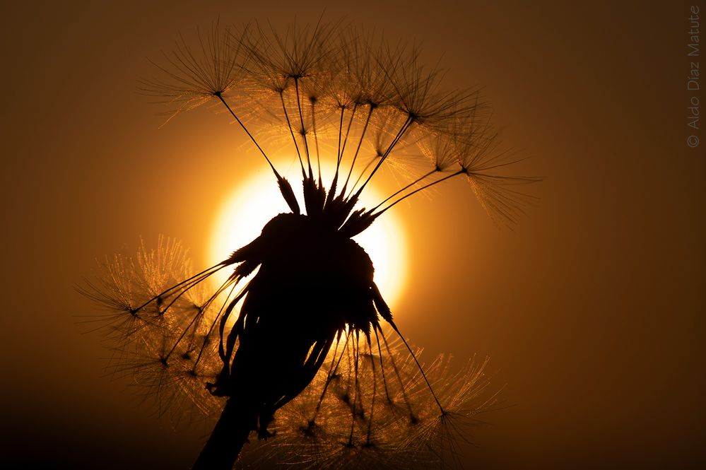 Taraxacum officinale