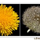 Taraxacum officinale