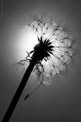 Taraxacum officinale