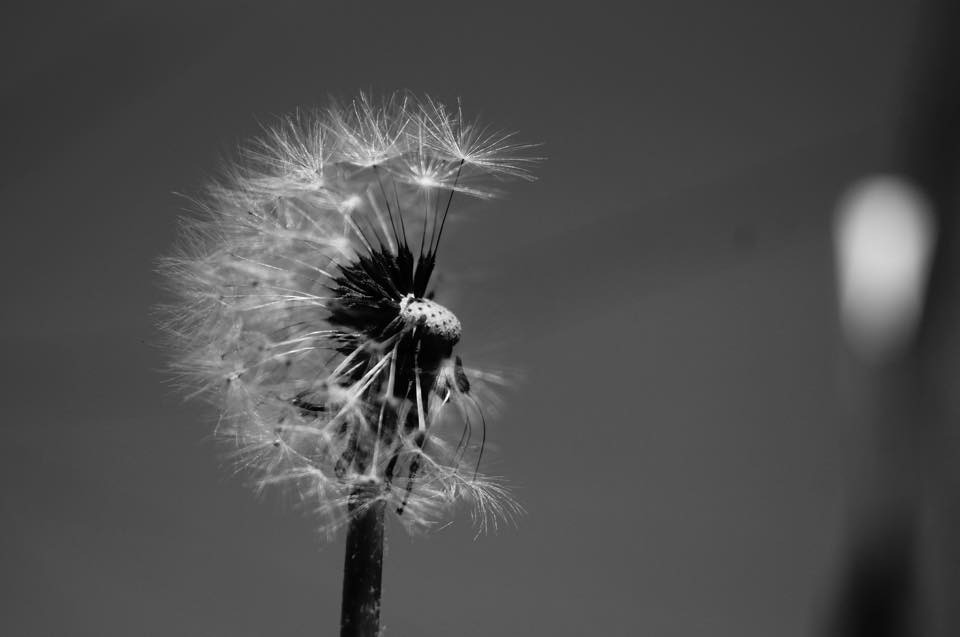 Taraxacum officinale