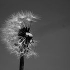 Taraxacum officinale