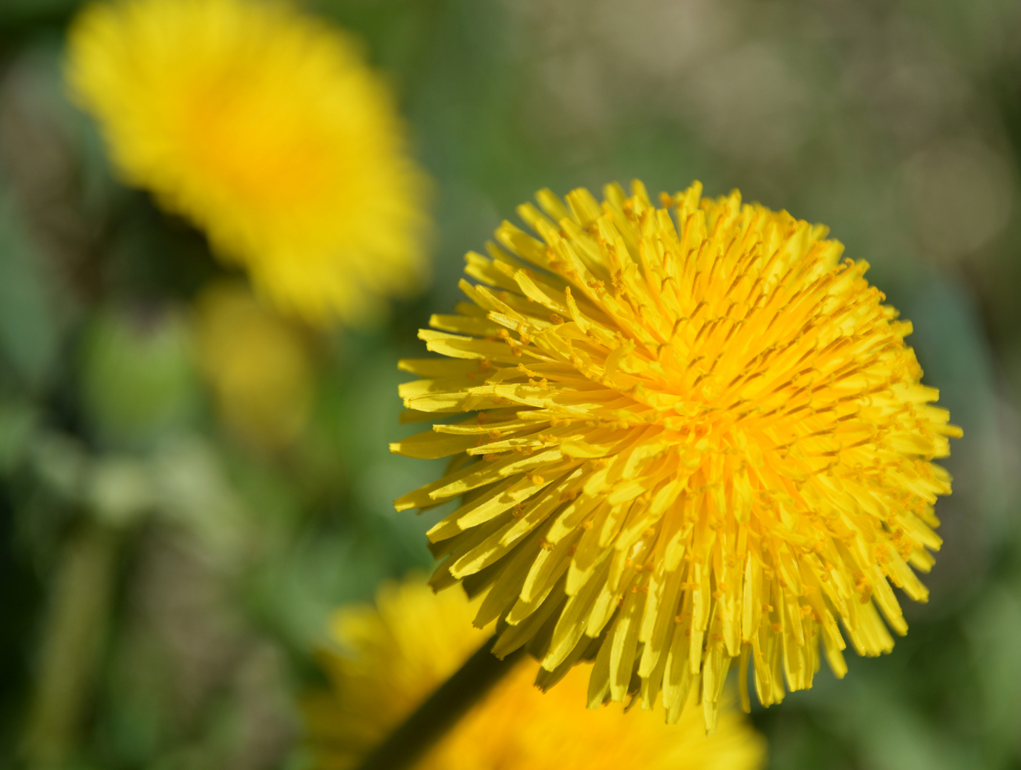 Taraxacum officinale