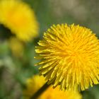 Taraxacum officinale