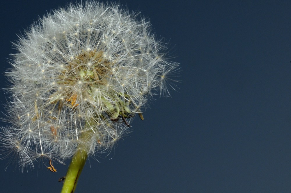 Taraxacum officinale