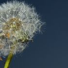 Taraxacum officinale