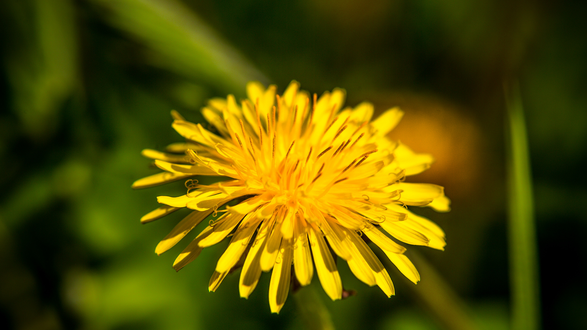 Taraxacum officinale