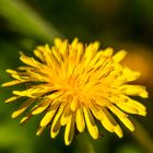 Taraxacum officinale