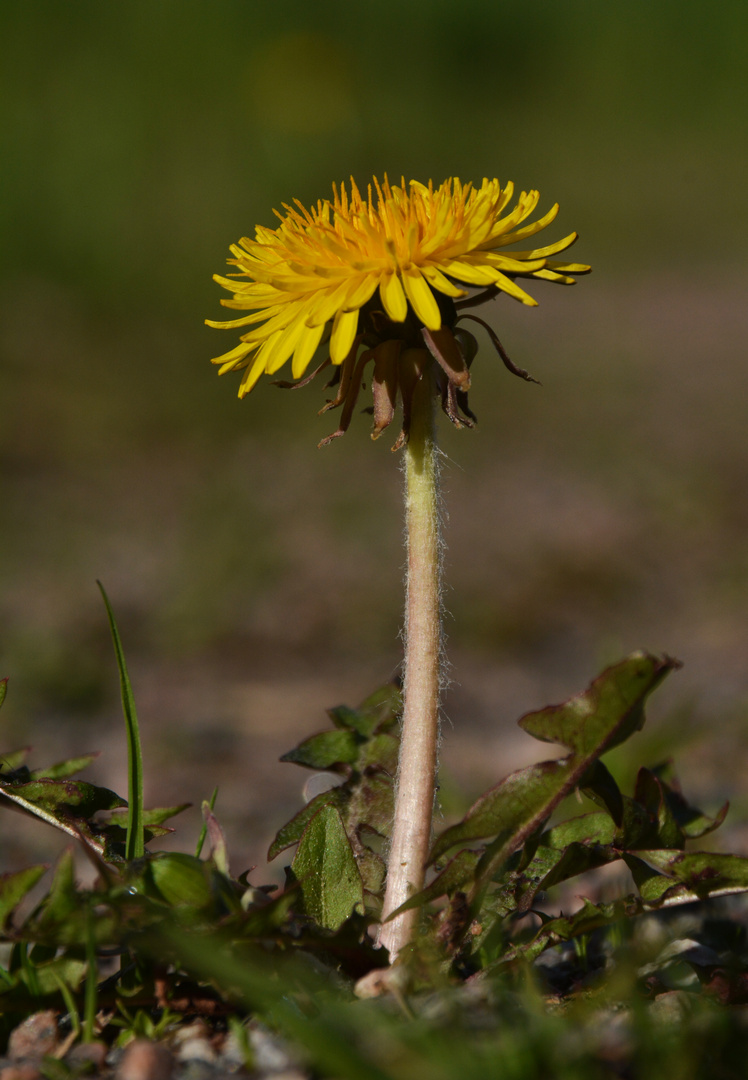 Taraxacum officinale