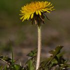 Taraxacum officinale