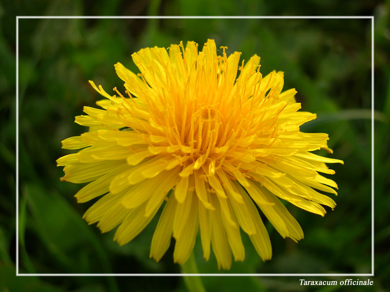 Taraxacum officinale