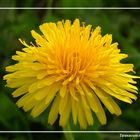 Taraxacum officinale