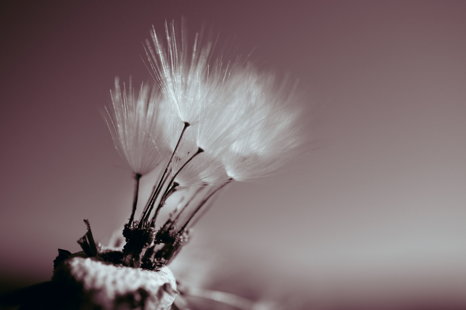 Taraxacum officinale