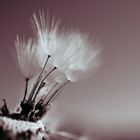 Taraxacum officinale