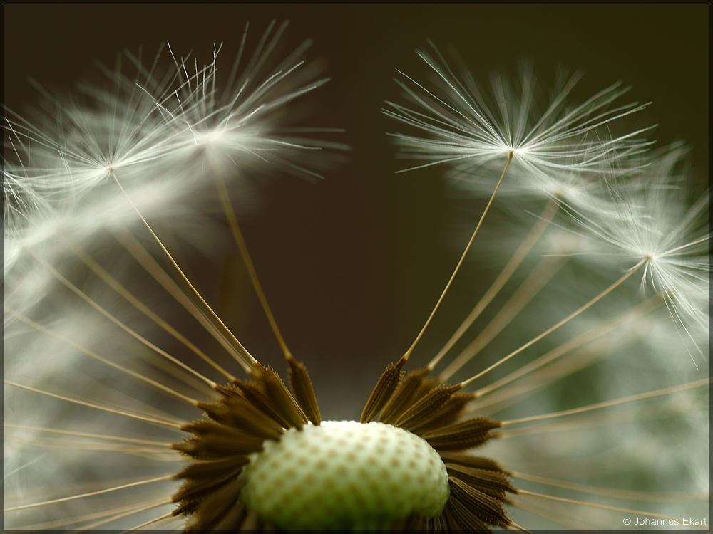 Taraxacum officinale