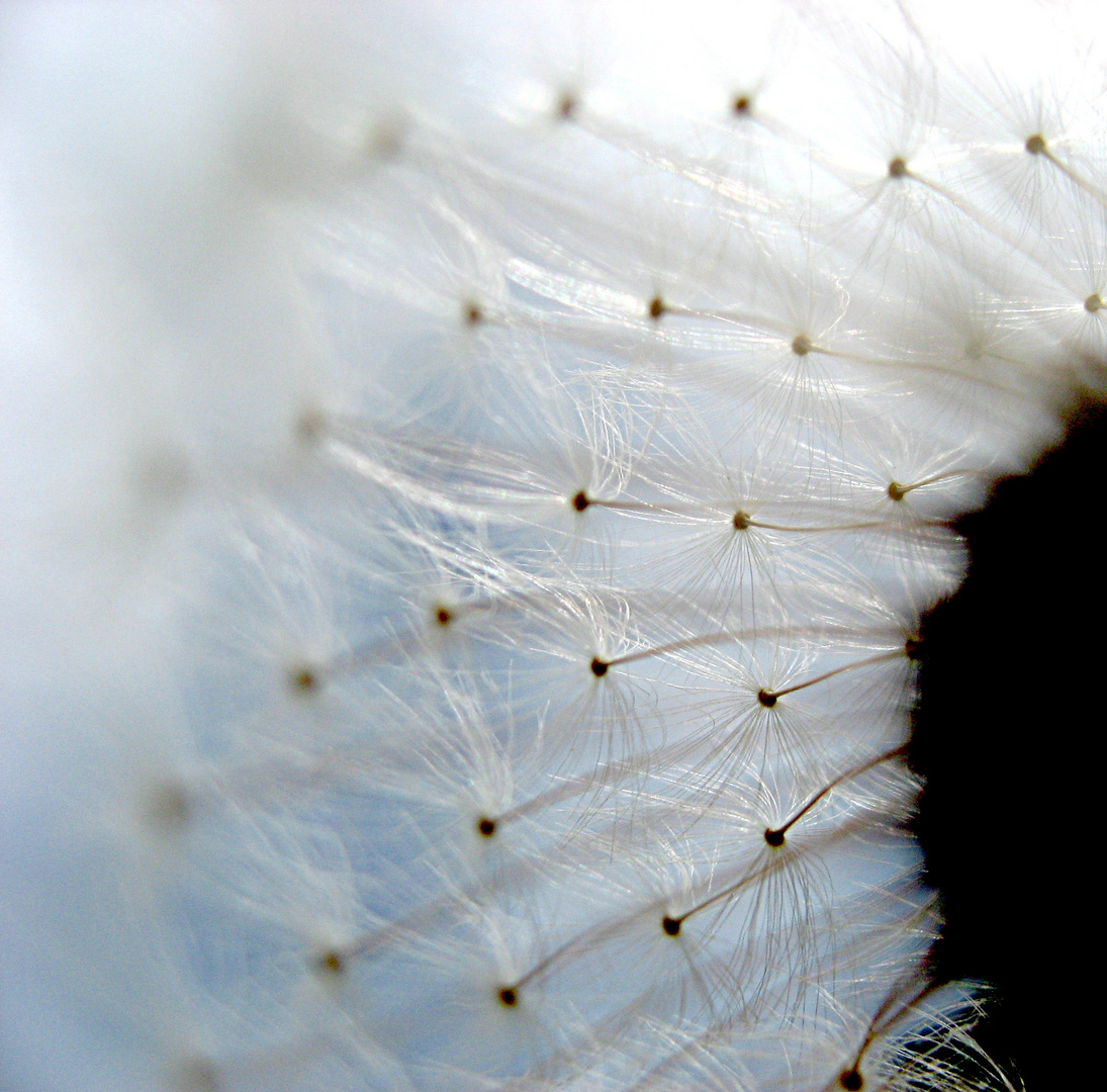 Taraxacum officinale