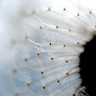 Taraxacum officinale