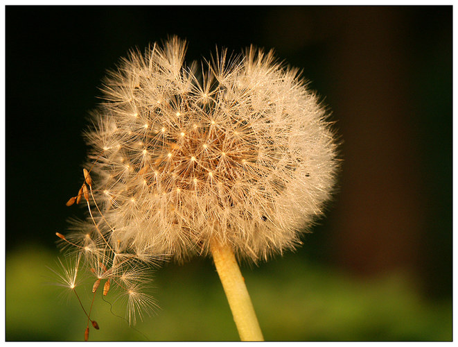 Taraxacum officinale, der Loewenzahn, Pusteblume als Zauberpflanze