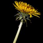 Taraxacum officinale