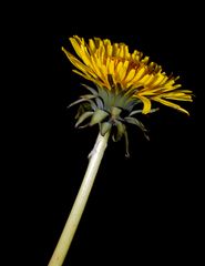 Taraxacum officinale