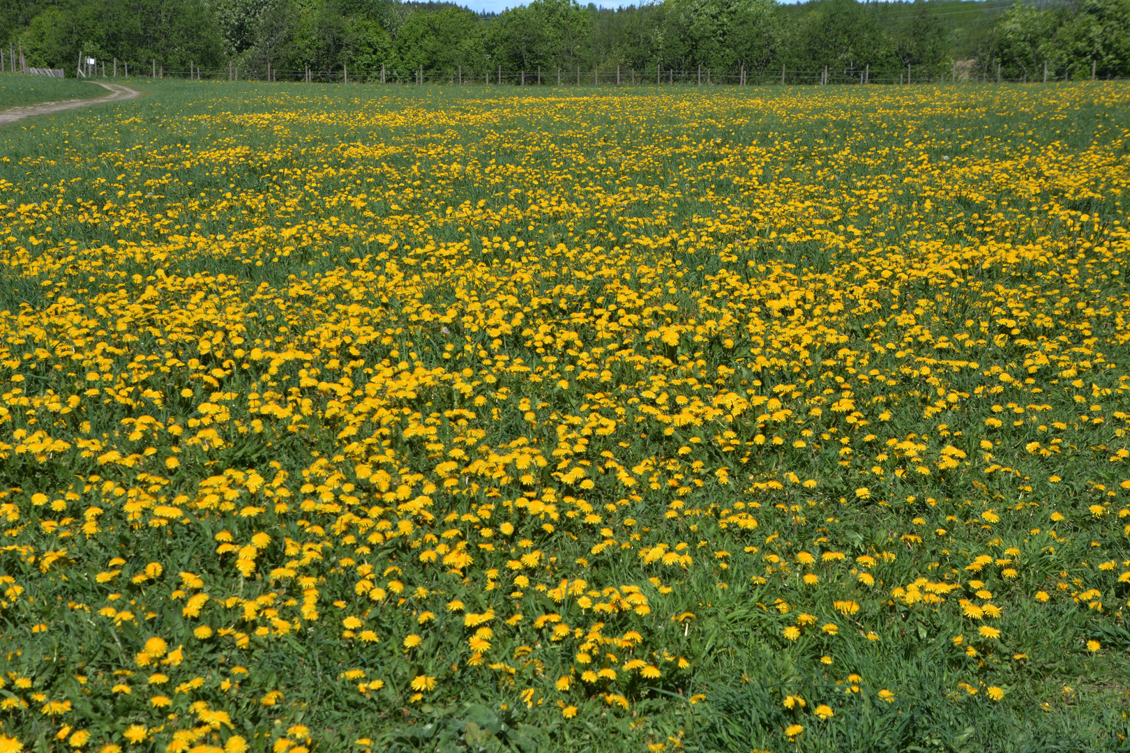 Taraxacum officinale field