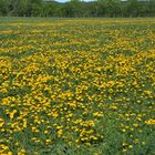 Taraxacum officinale field