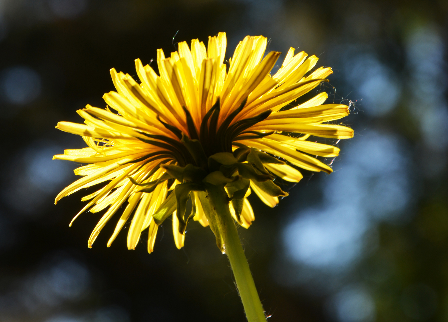 Taraxacum officinale, from against light and from the back side