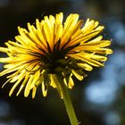 Taraxacum officinale, from against light and from the back side