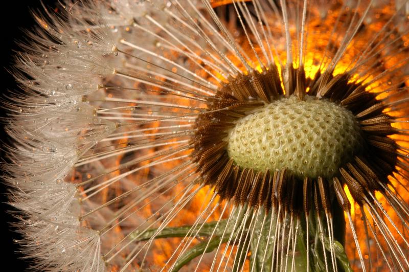 Taraxacum officinale I