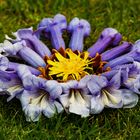 taraxacum officinale in paulownia tomentosa