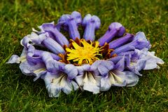 taraxacum officinale in paulownia tomentosa