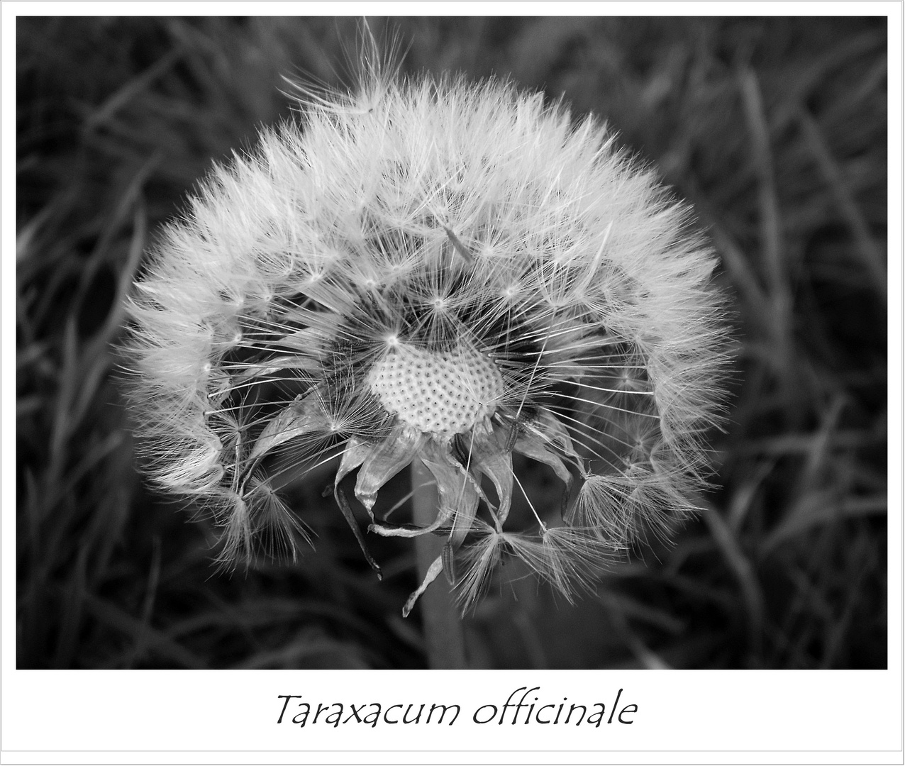 Taraxacum officinale (in schwarz / weiß)