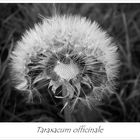 Taraxacum officinale (in schwarz / weiß)