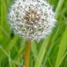 Taraxacum officinale - Löwenzahn, Butterblume, hier im Stadium der Pusteblume