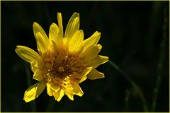 Taraxacum officinale od. Löwenzahn - Vulgo: Bettsoacher